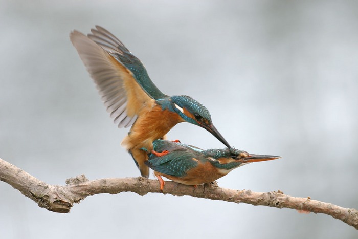 Eisvögel bei der Paarung