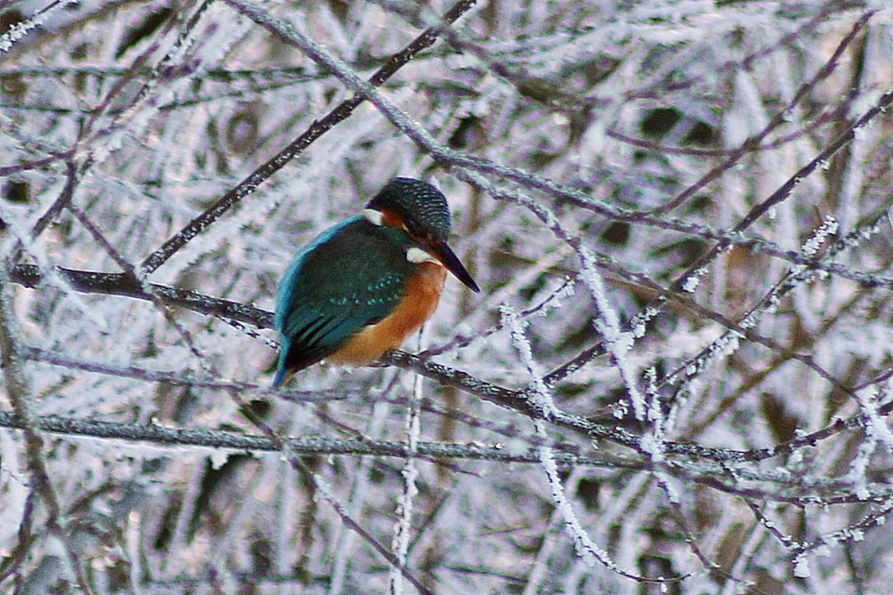 Eisvögel im Winter