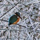 Eisvögel im Winter