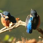 Eisvögel in der Morgensonne 2