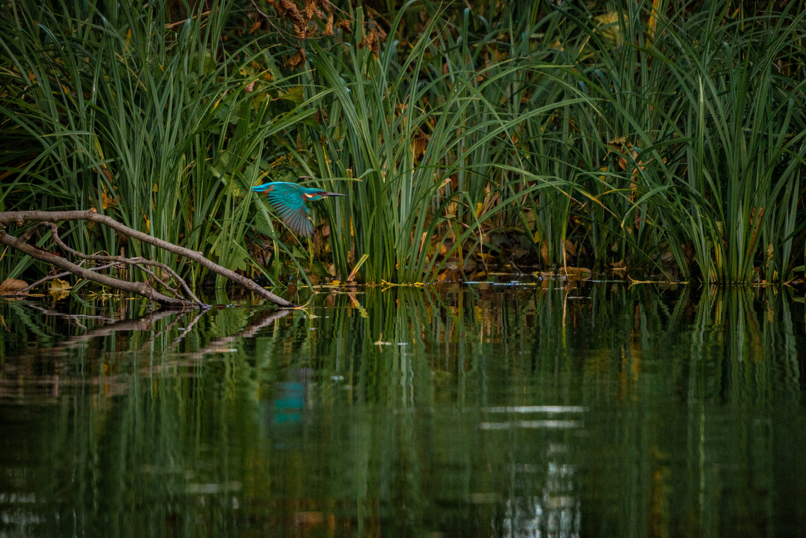 Eisvögel in ihrem Habitat