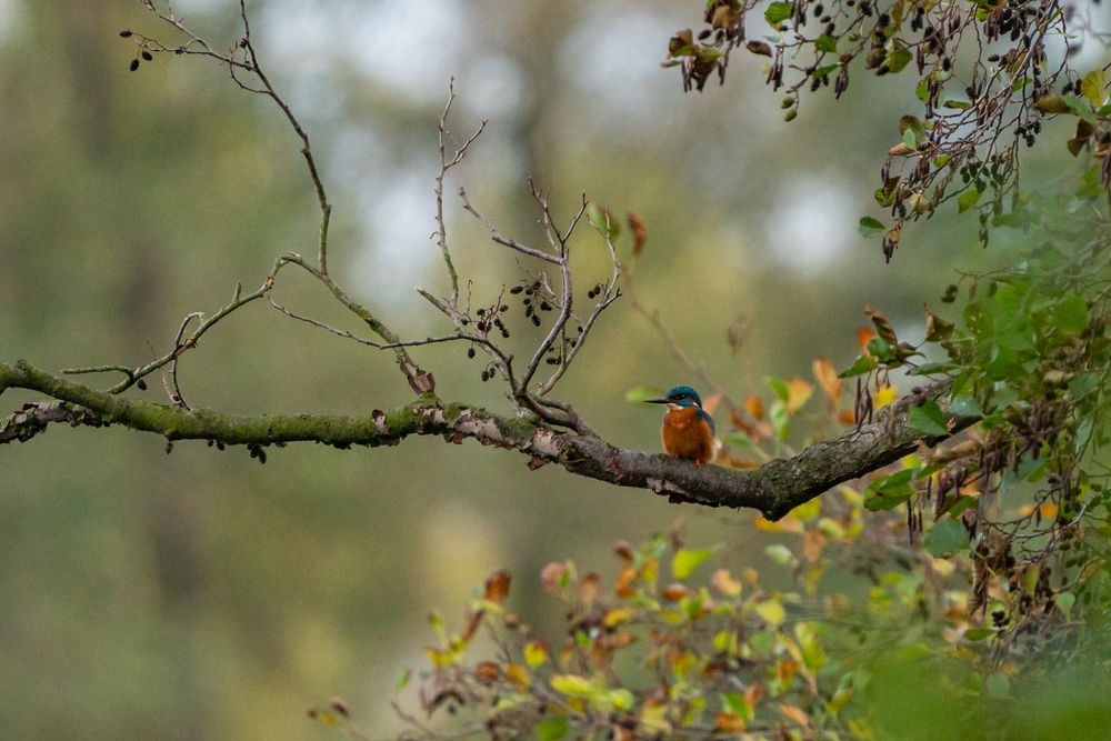 Eisvögel in ihrem Habitat Foto & Bild | tiere, wildlife, wild lebende