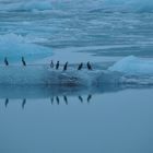 Eisvögel - Jökulsárlón Island