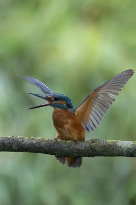 Eisvögel können auch....