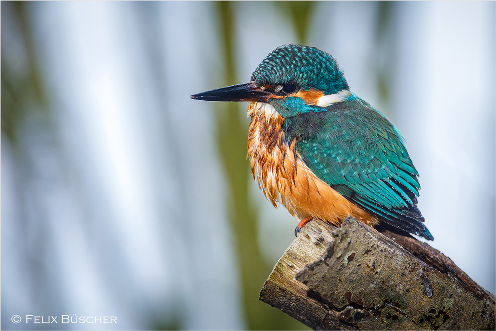 Eisvögel leiden unter der Kälte