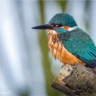 Eisvögel leiden unter der Kälte