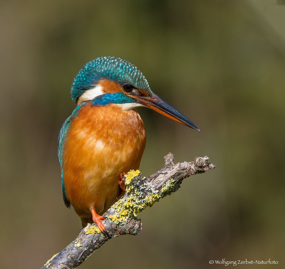 " Eisvögel Mädel "  ( Alcedo atthis )