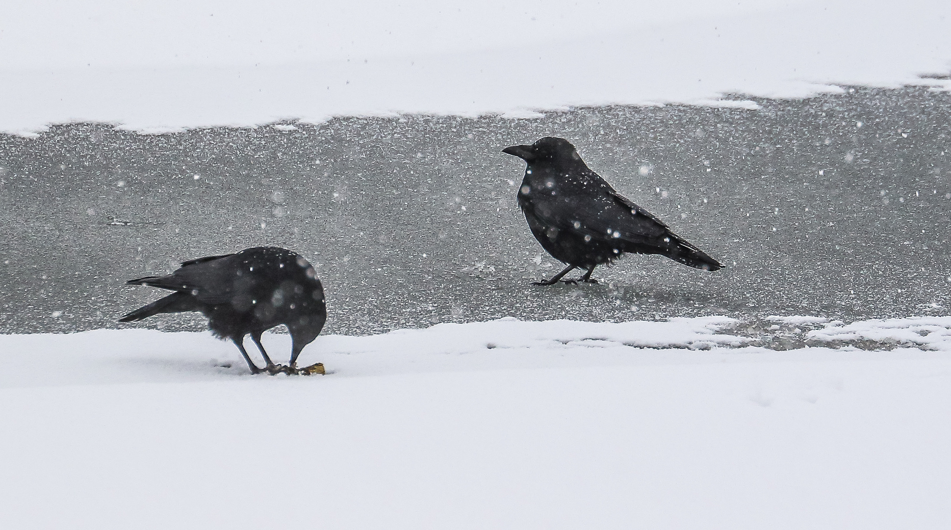 "Eisvögel sind es nicht, auch wenn Eis unter den Füssen ist"