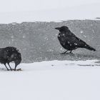 "Eisvögel sind es nicht, auch wenn Eis unter den Füssen ist"