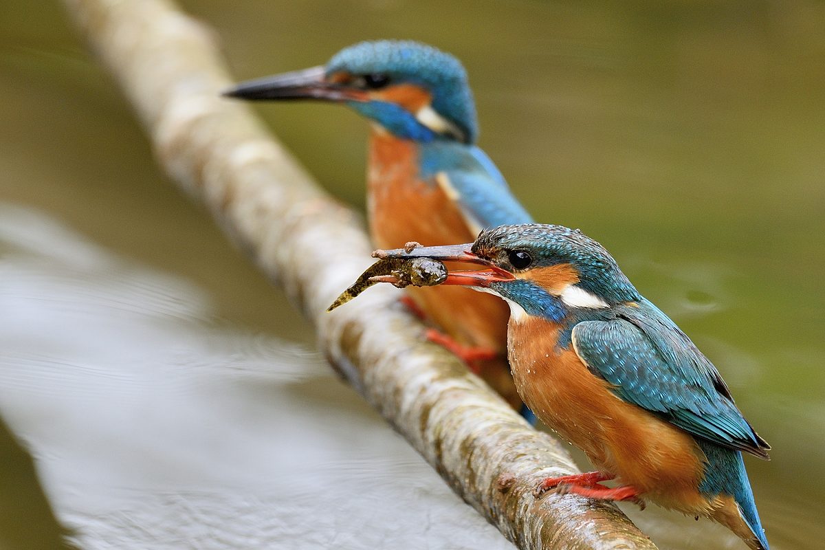 Eisvögel von den Heimbachauen