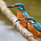 Eisvögel von den Heimbachauen