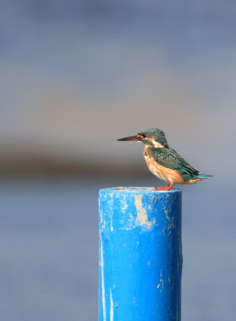 Eisvogel