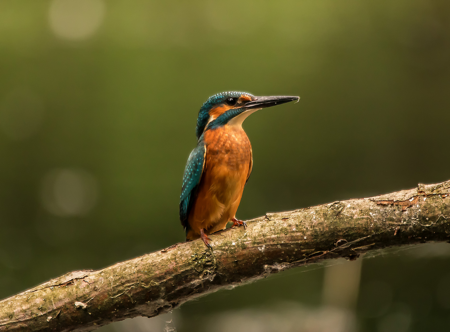 EISVOGEL.