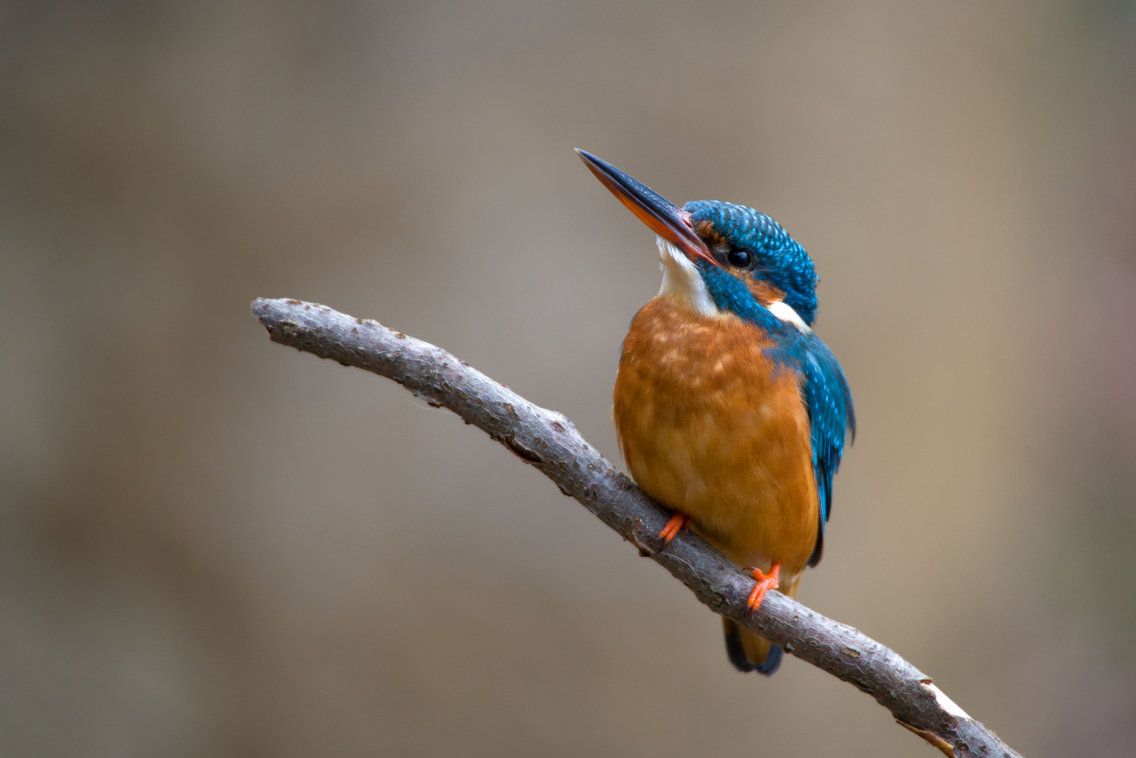 Eisvogel