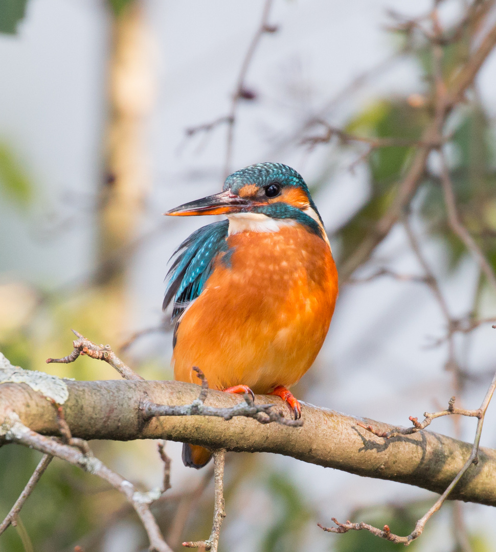 Eisvogel