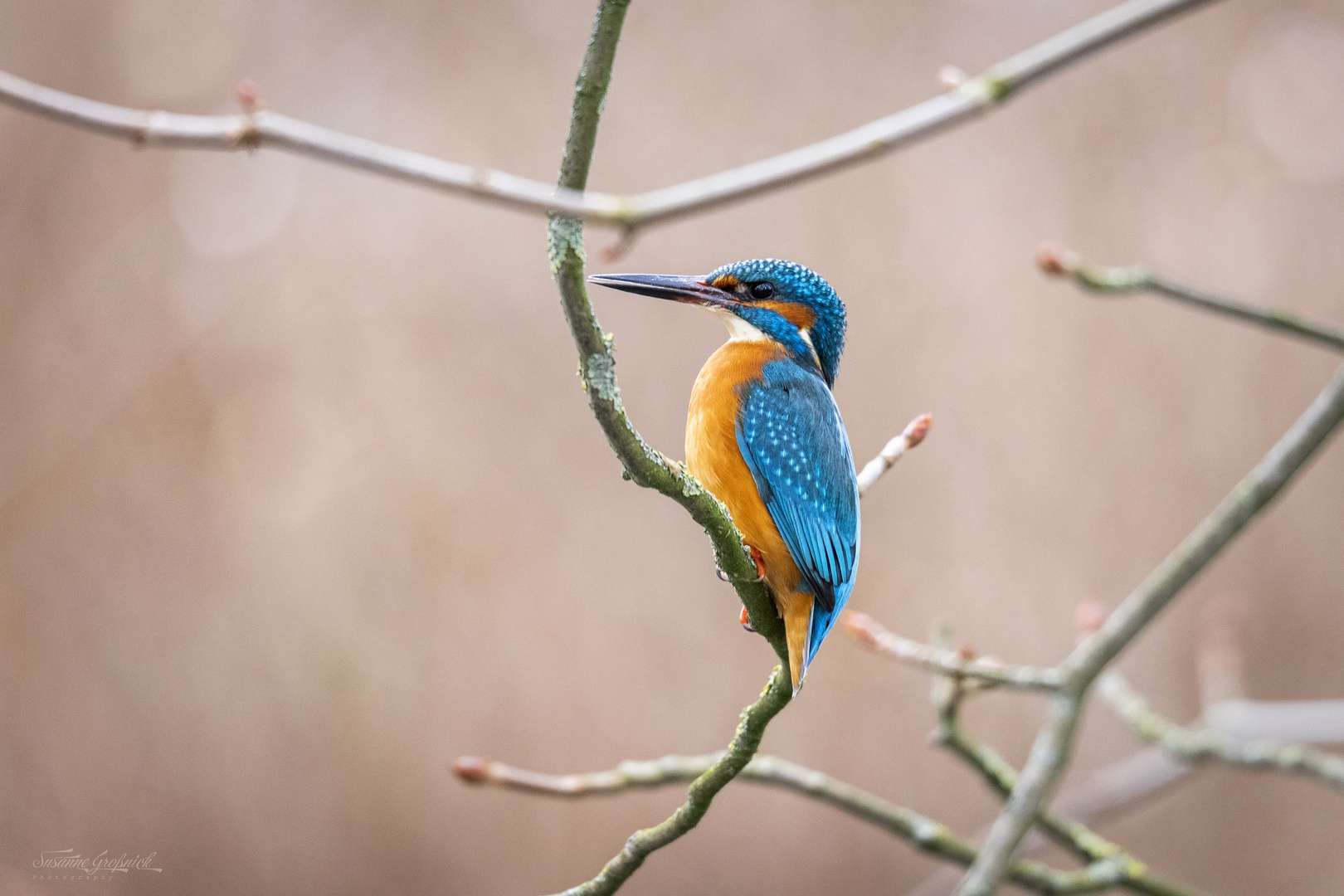 Eisvogel