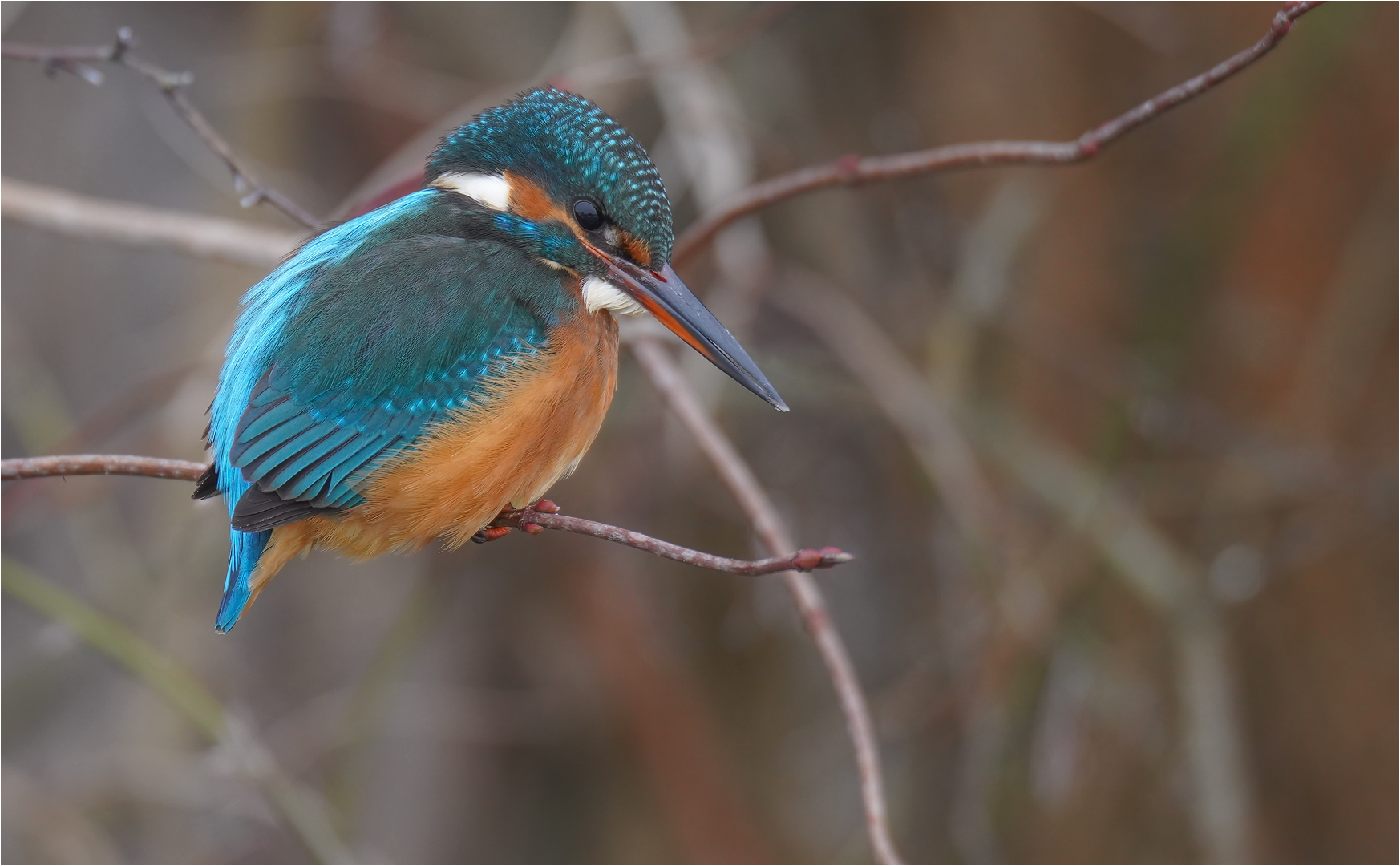 Eisvogel