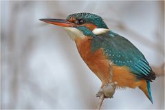 Eisvogel