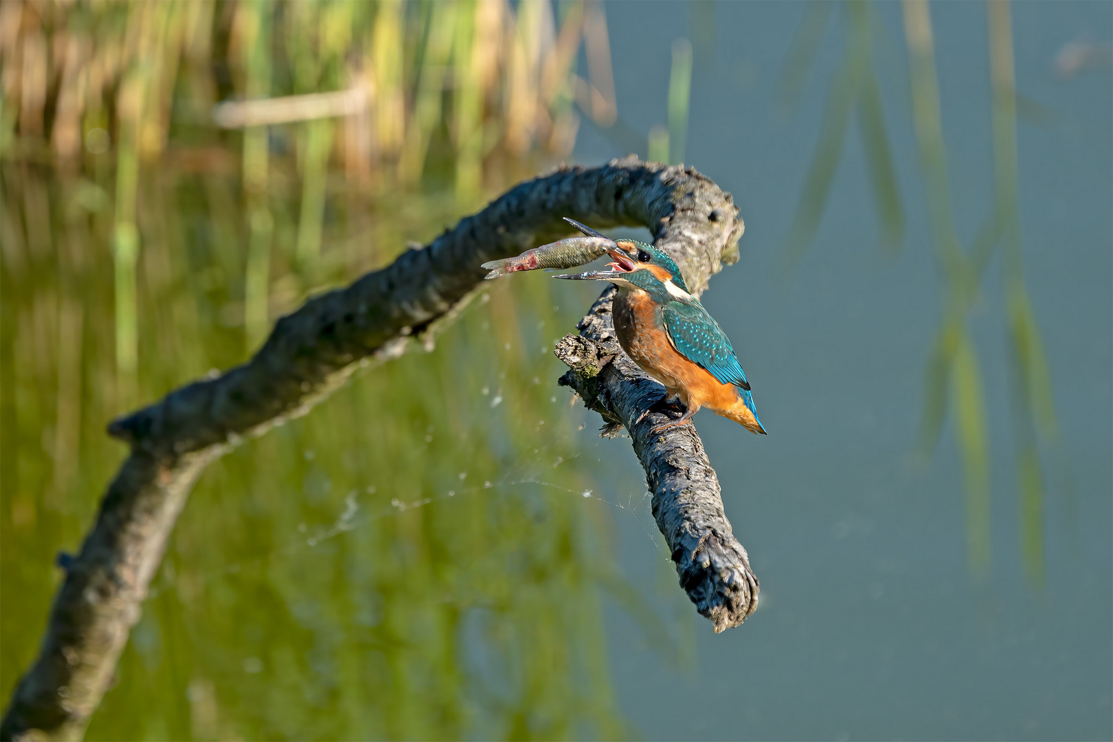 Eisvogel 028