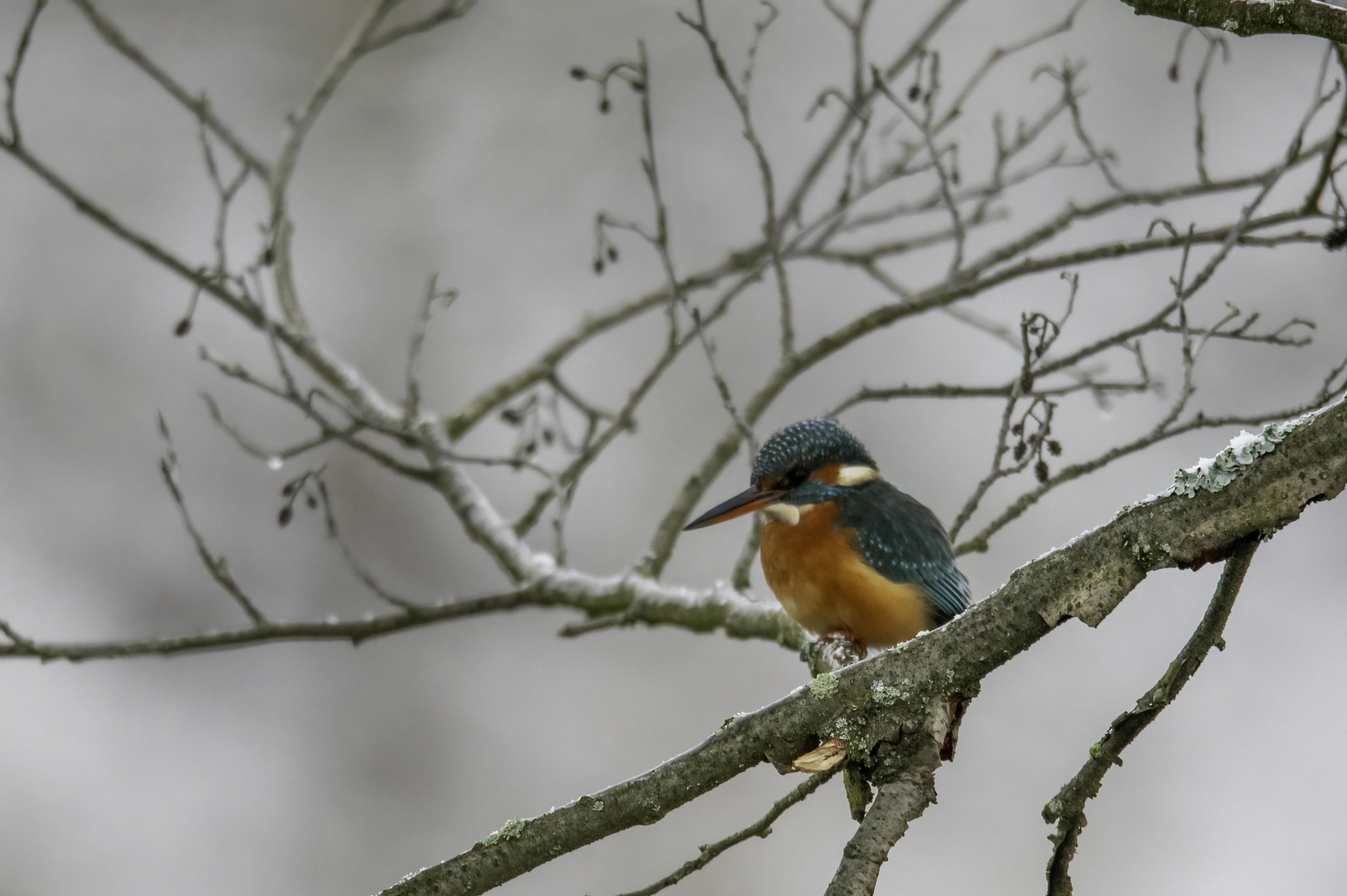 Eisvogel