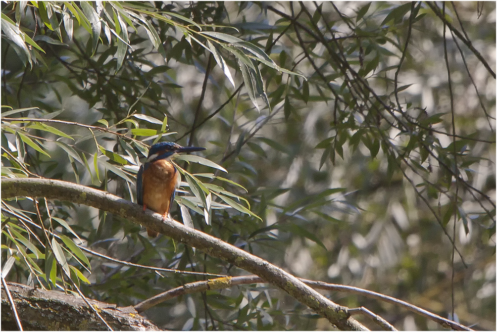 *Eisvogel*