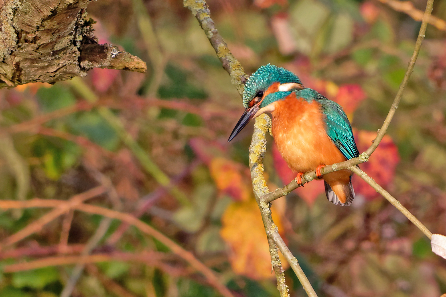 Eisvogel