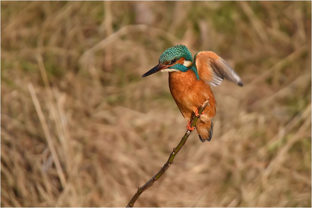 Eisvogel