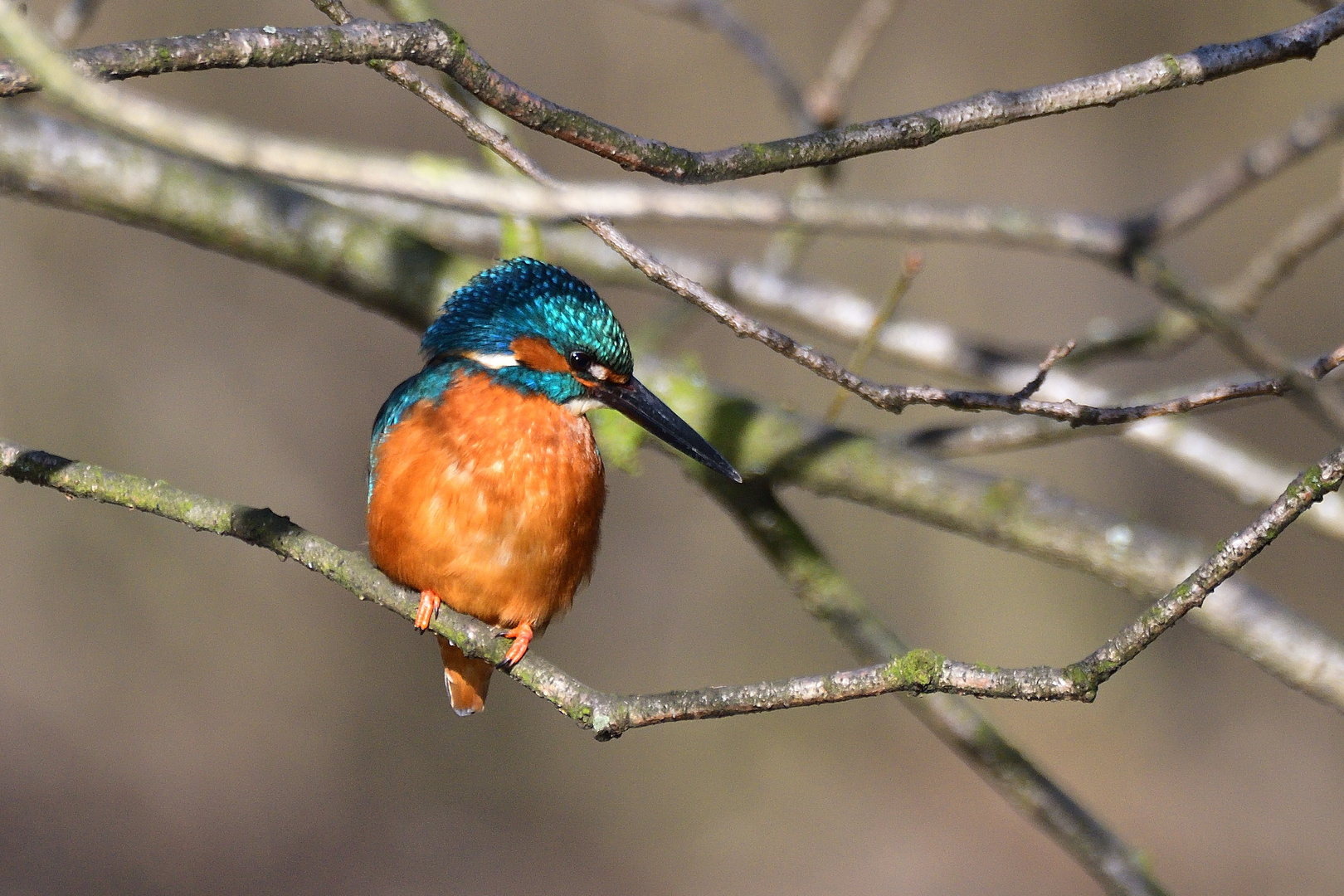 Eisvogel