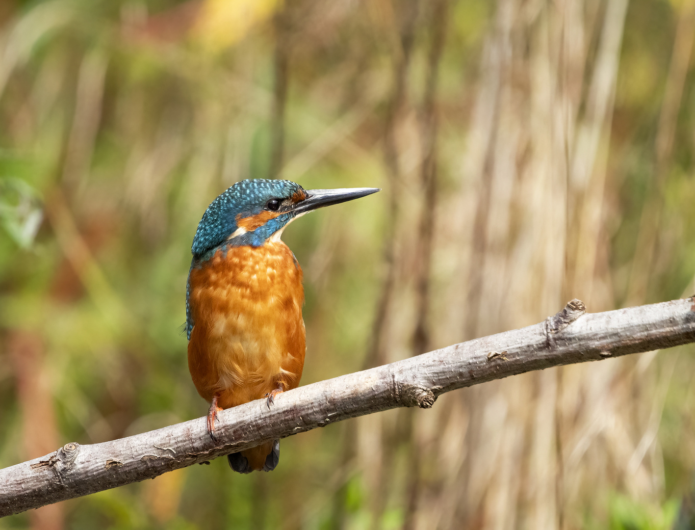 Eisvogel