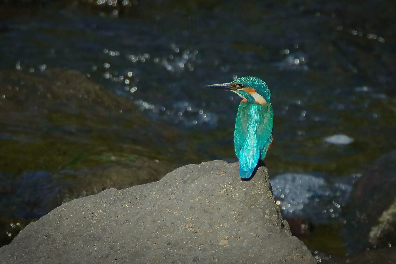 Eisvogel