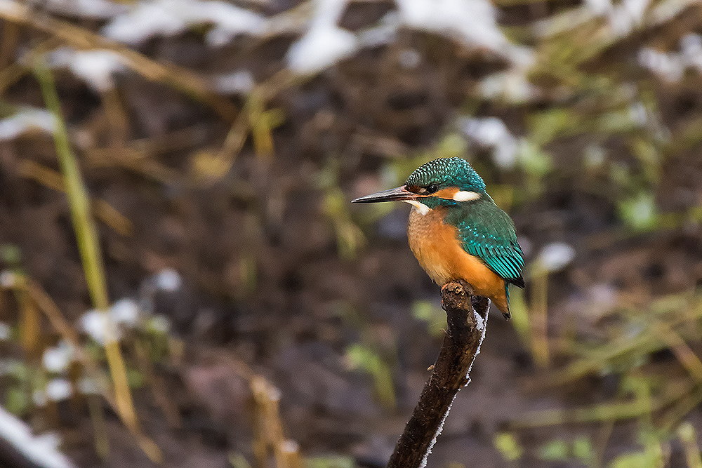 Eisvogel