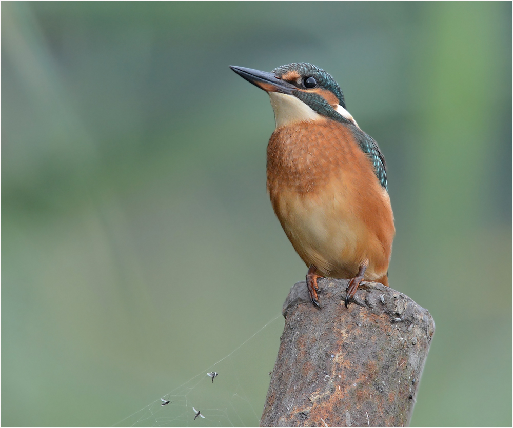 Eisvogel