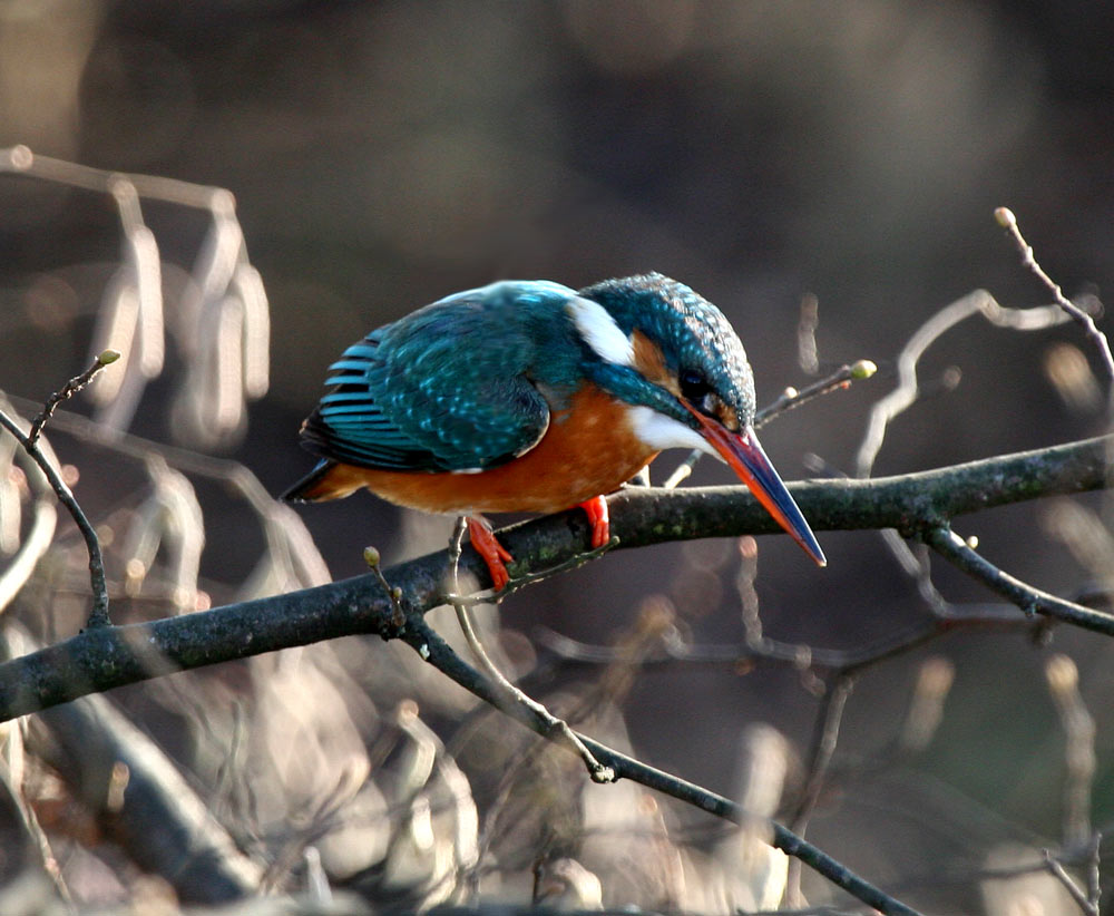 Eisvogel