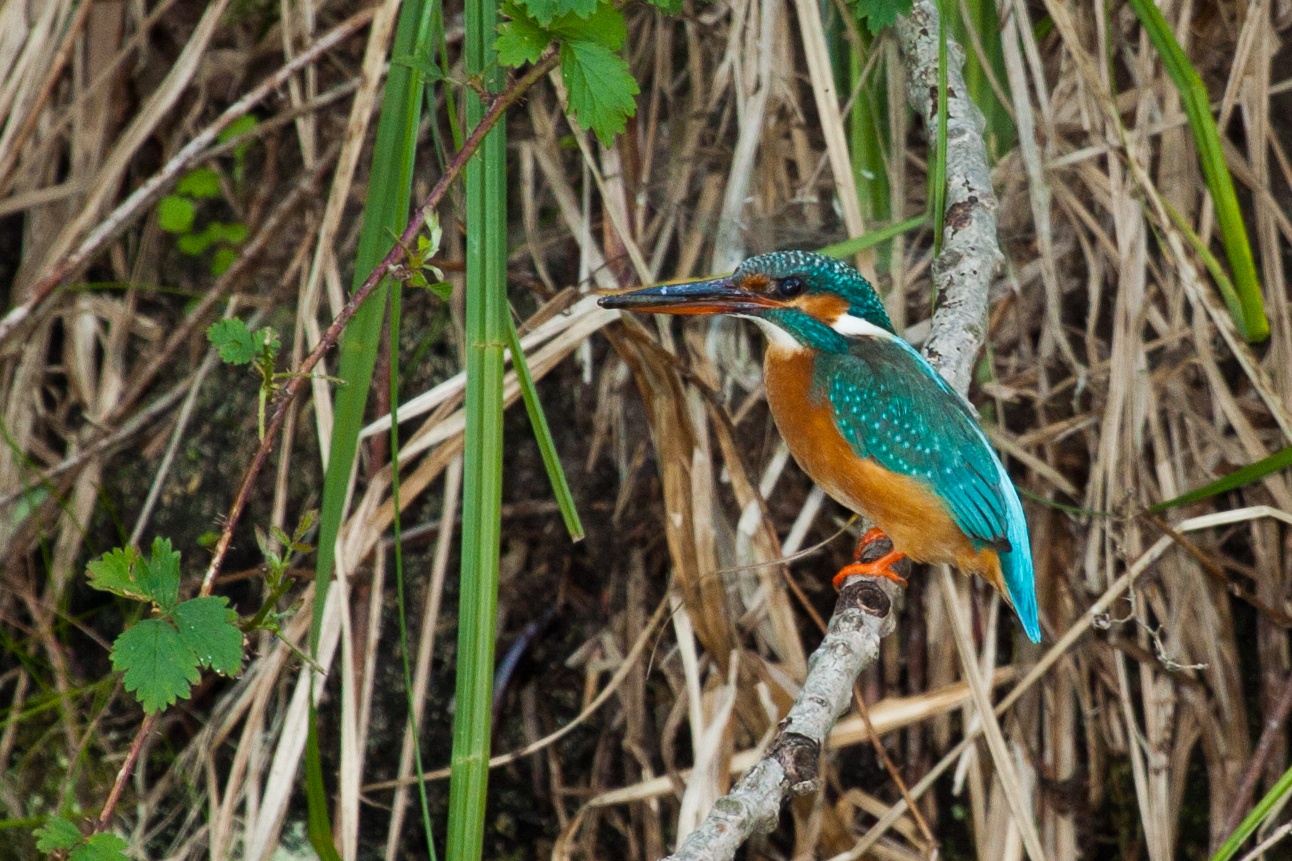 Eisvogel