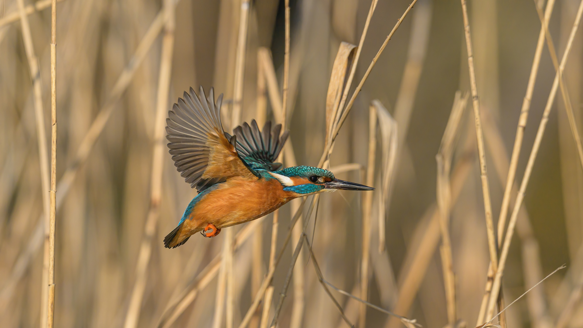 Eisvogel