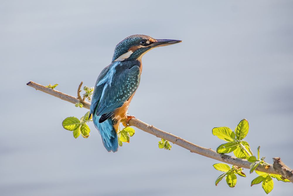 Eisvogel