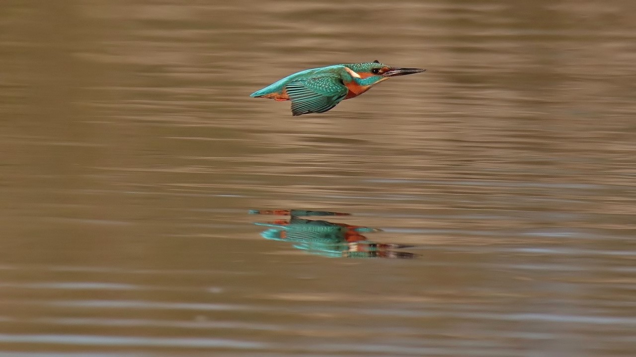 Eisvogel