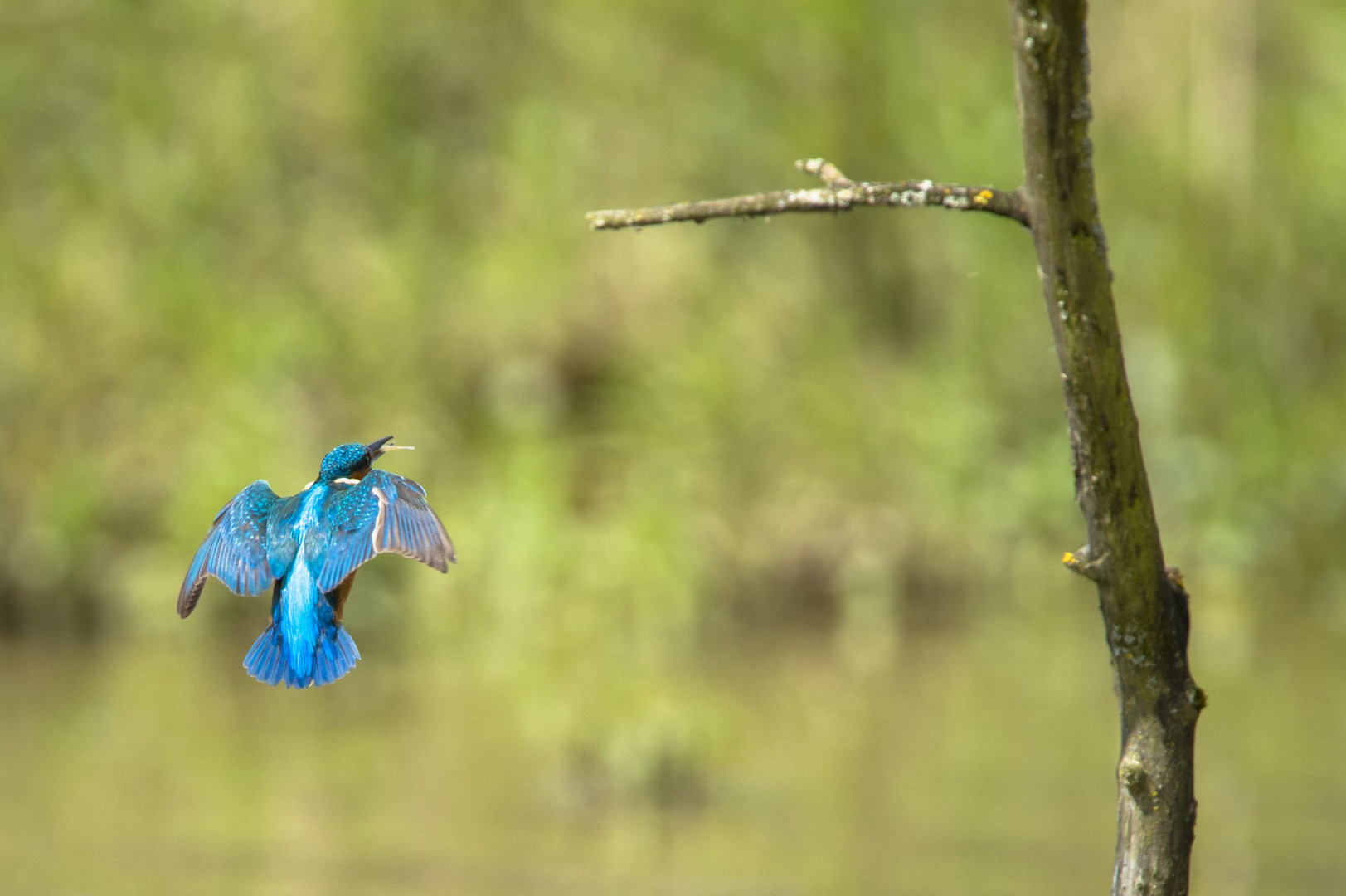 *Eisvogel"