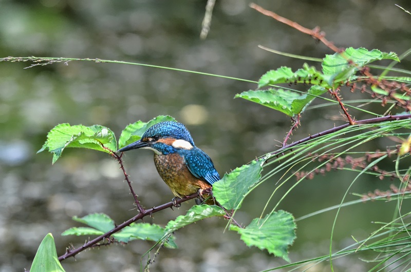 Eisvogel