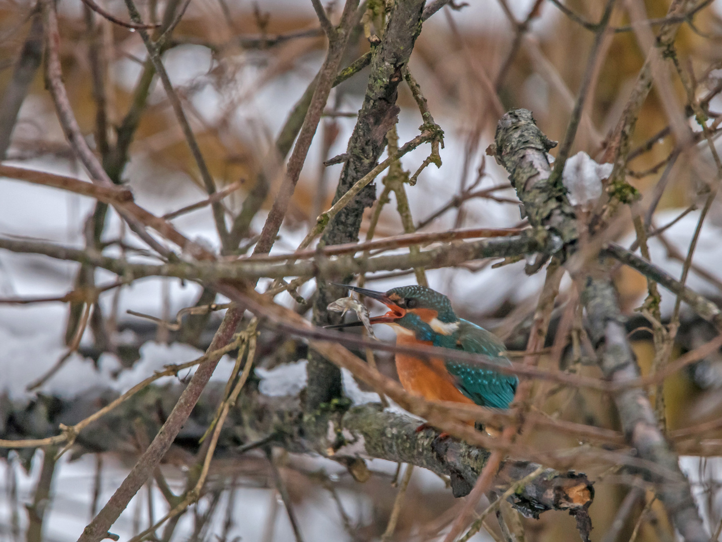 Eisvogel