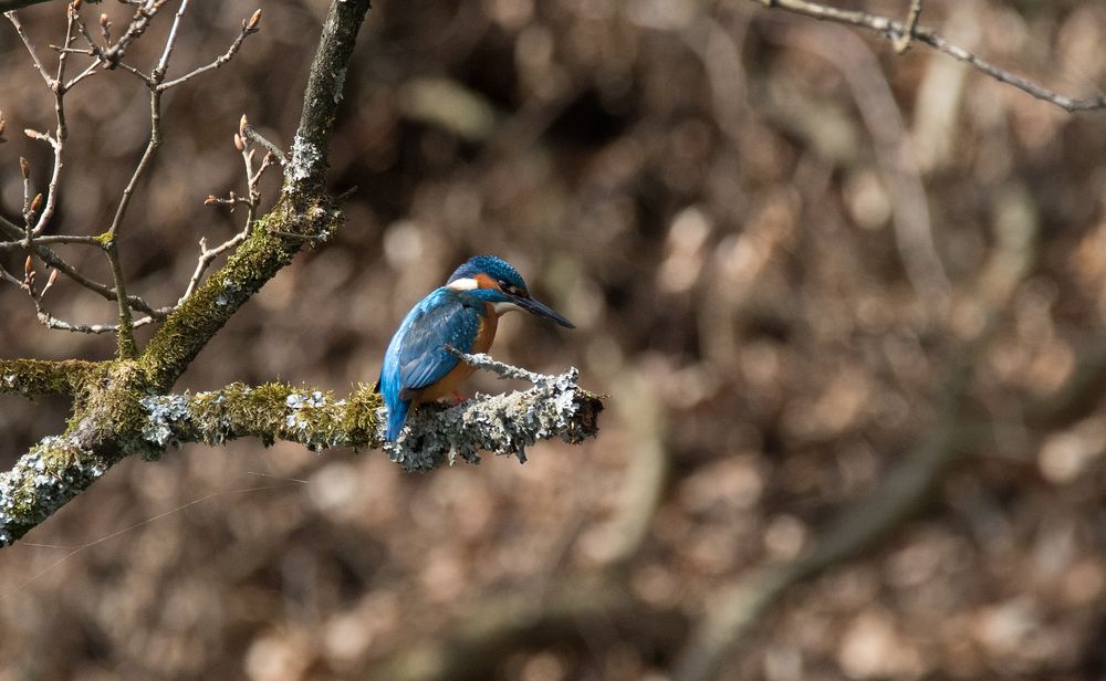 Eisvogel