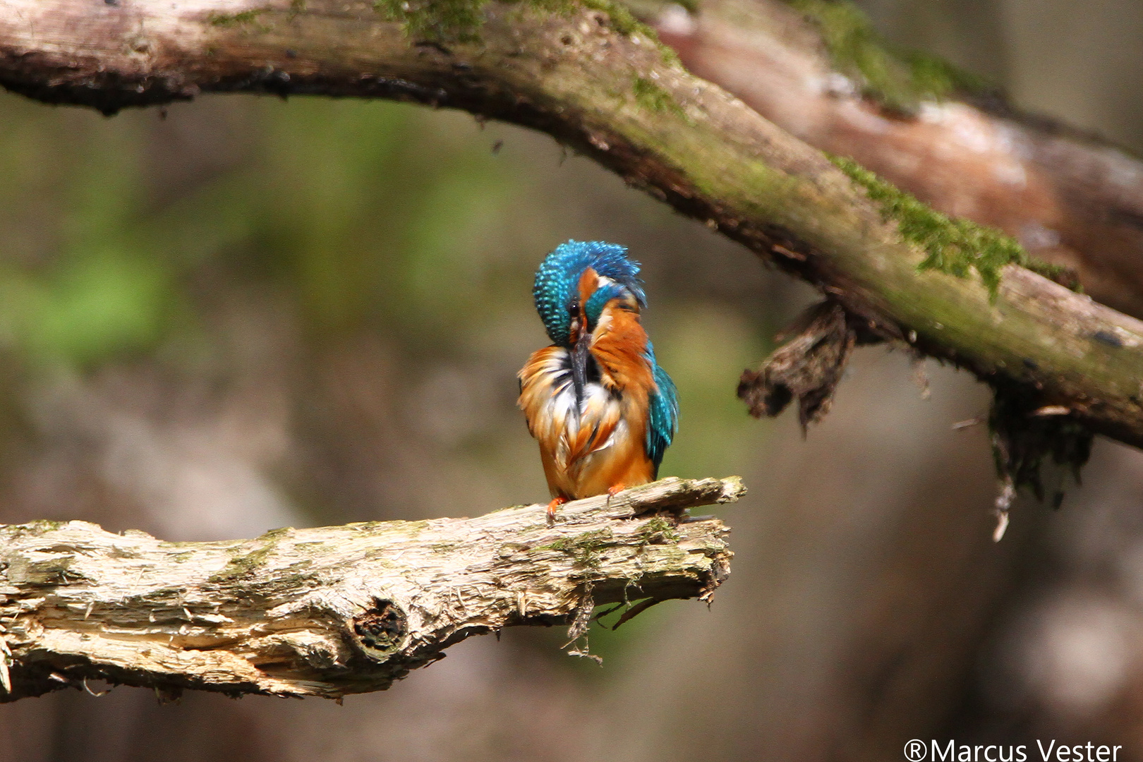 Eisvogel