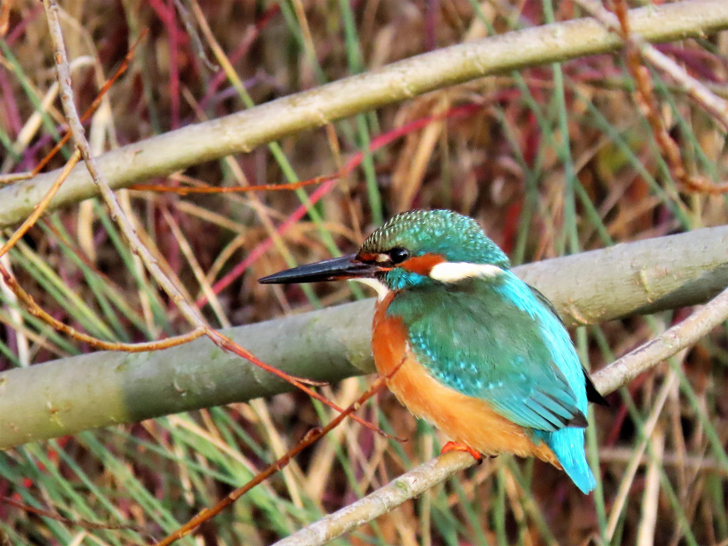 Eisvogel