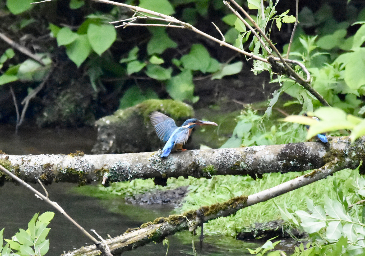 Eisvogel