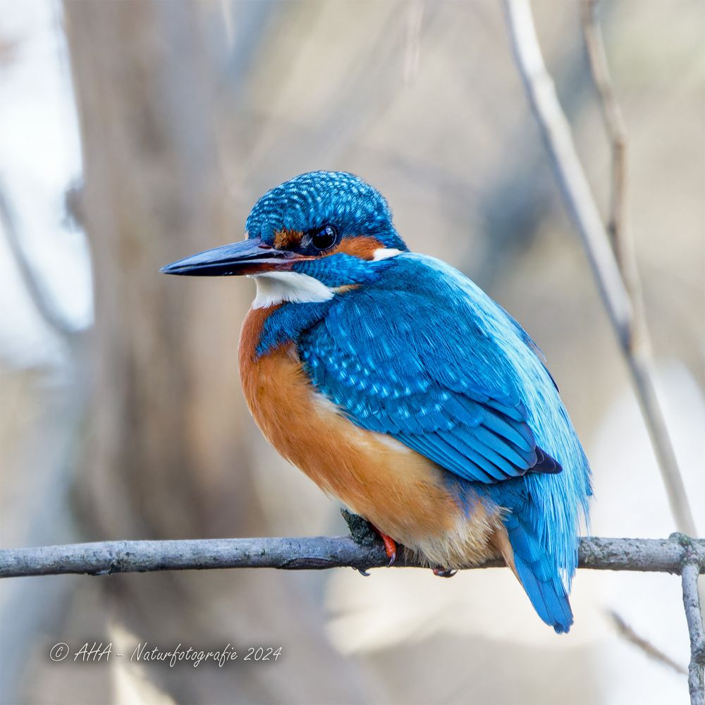 Eisvogel