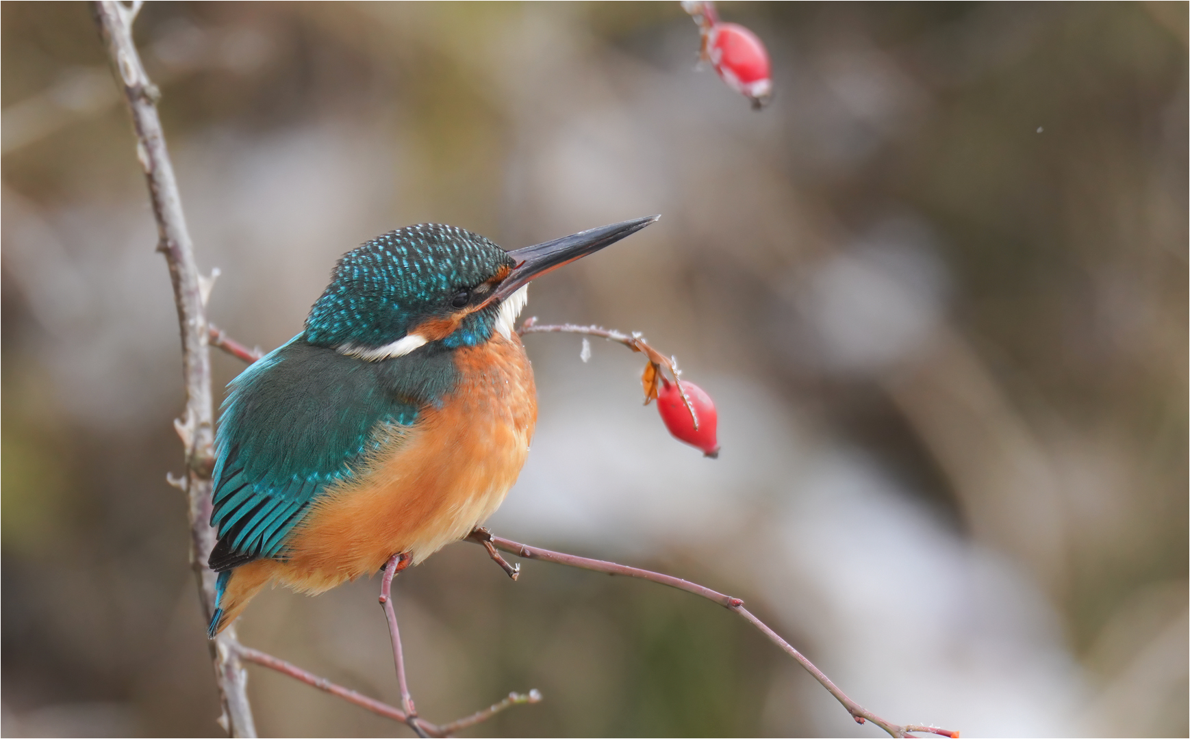 Eisvogel