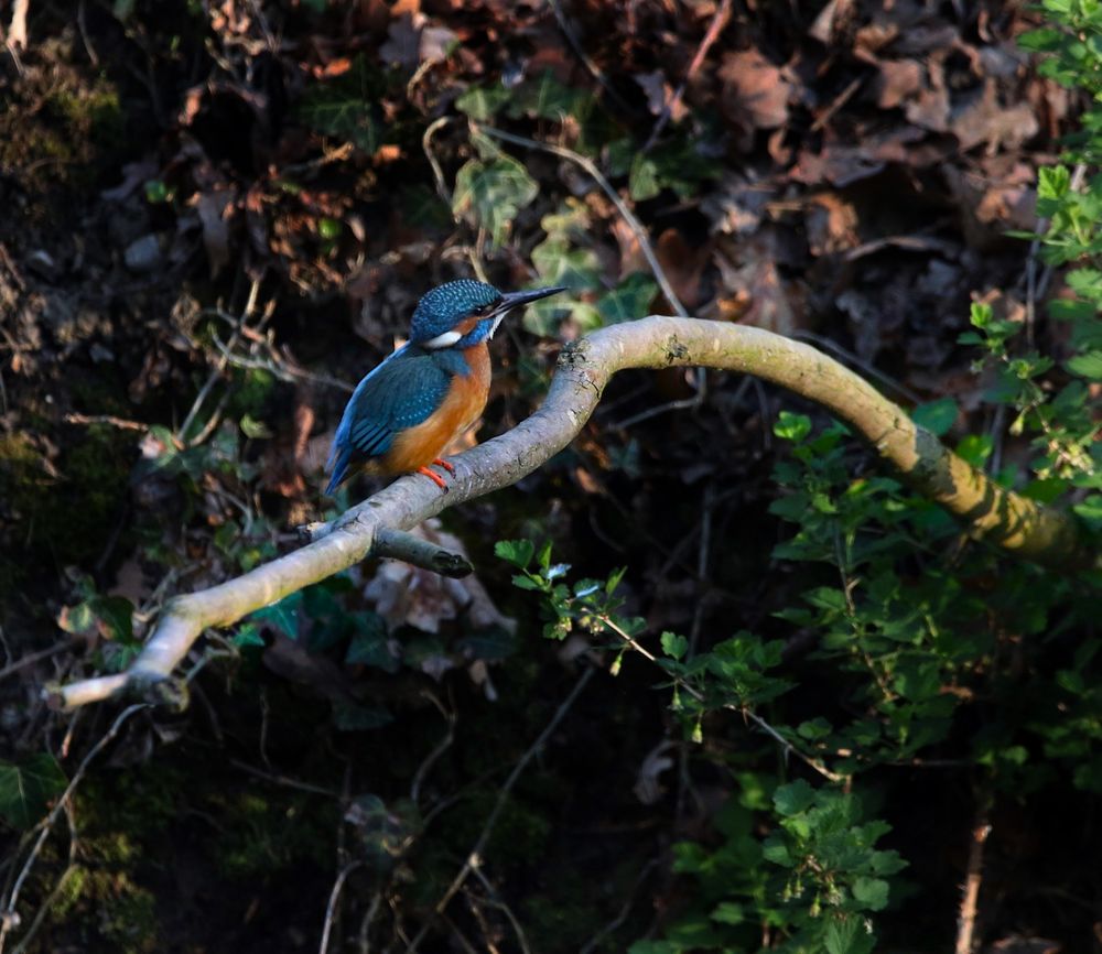 Eisvogel