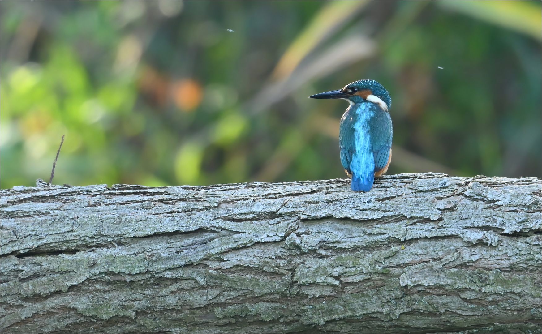 Eisvogel