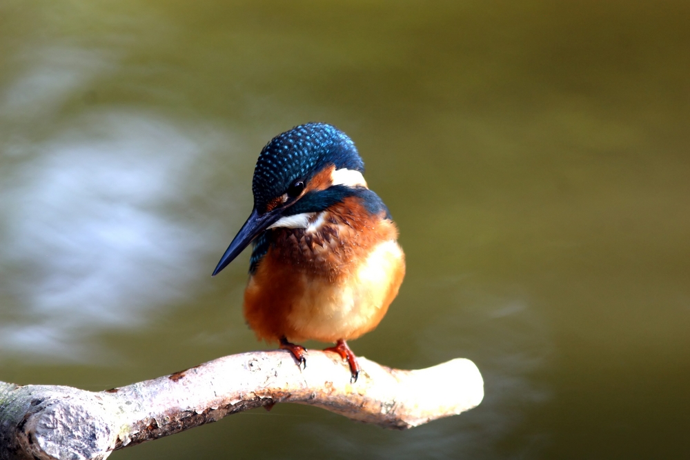 Eisvogel