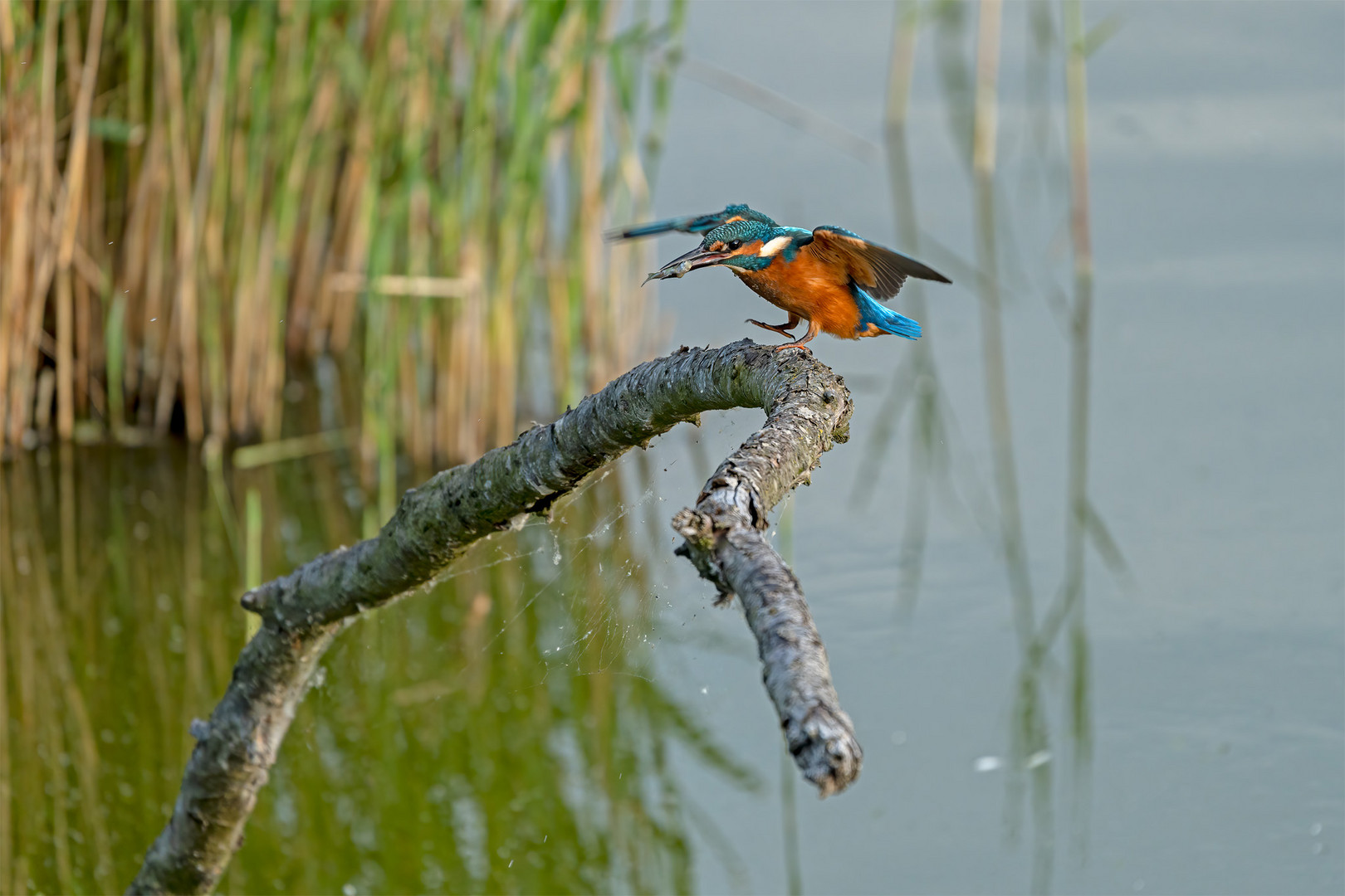 Eisvogel 091